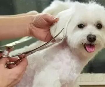 Dog Over-Grooming and Hair Thinning: Causes and Solutions for Pet Owners
