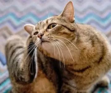 Why Is Your Cat Scratching Ears and Face Constantly? Causes and Solutions