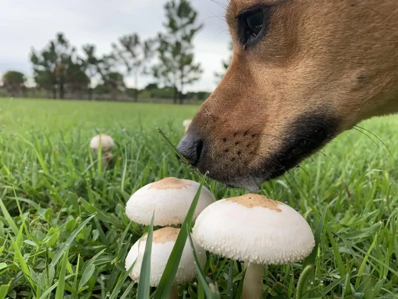 Can Dogs Eat Cooked Mushrooms? Everything You Need to Know
