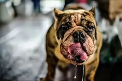 Understanding Dog Excessive Drooling at Night: Causes and Solutions