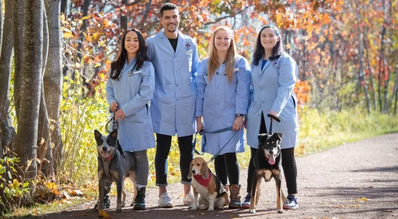 How Many Veterinary Schools in Canada? A Complete Guide to Veterinary Education
