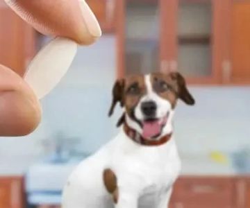 Daily Routines That Boost Your Pet’s Immune System