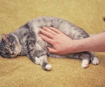 Cat Swollen Abdomen and Bloating – Causes, Treatment, and Prevention