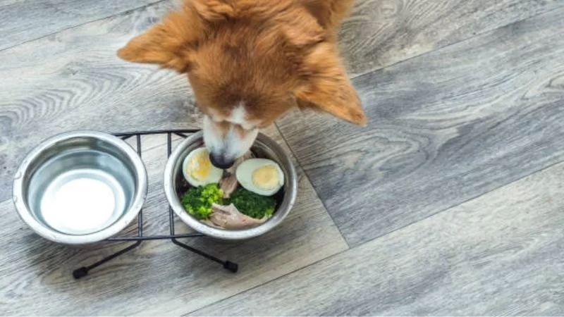 Can Dogs Eat Scrambled Eggs? Benefits, Risks, and Serving Tips