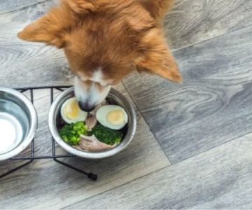 Can Dogs Eat Scrambled Eggs? Benefits, Risks, and Serving Tips