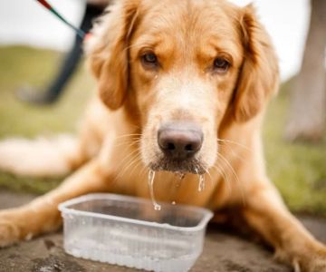 Dog Whimpering and Drooling Excessively – Causes and Solutions