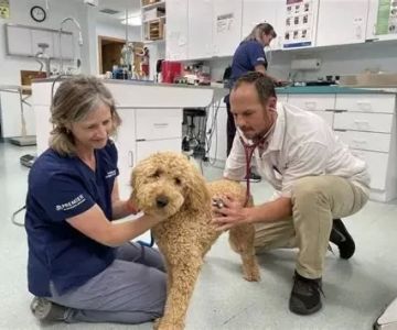 Can You Be Rich as a Veterinarian? Exploring Wealth Opportunities in the Veterinary Field