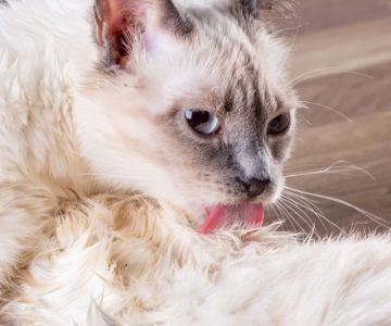 Why is My Cat Licking Their Body Excessively? Causes and Solutions