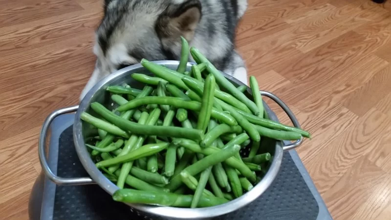 Can Dogs Eat Green Beans? Understanding the Benefits and Risks for Your Pet