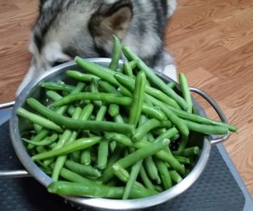 Can Dogs Eat Green Beans? Understanding the Benefits and Risks for Your Pet