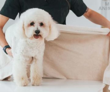 Understanding Dog Shaking After Grooming: Causes & Solutions