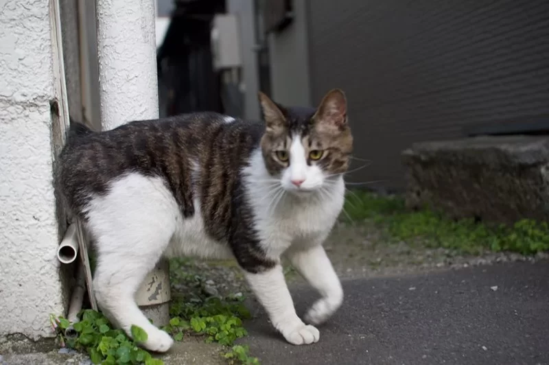 Why Is My Cat Limping and Refusing to Walk? Causes and Solutions for Cat Limping