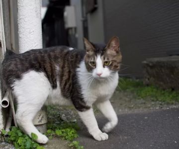 Why Is My Cat Limping and Refusing to Walk? Causes and Solutions for Cat Limping