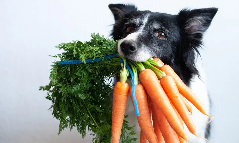 Can Dogs Eat Roasted Vegetables? Discover Safe and Healthy Options for Your Pet