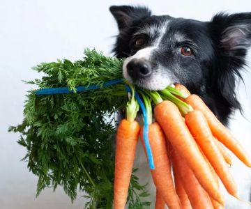 Can Dogs Eat Roasted Vegetables? Discover Safe and Healthy Options for Your Pet