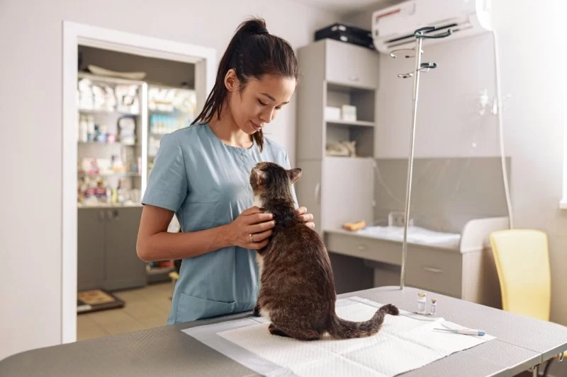How to Choose the Best Veterinarian for Your Pet: Expert Tips and Advice