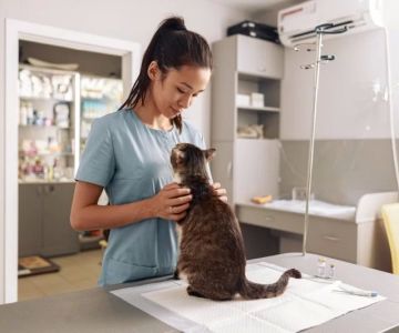 How to Choose the Best Veterinarian for Your Pet: Expert Tips and Advice