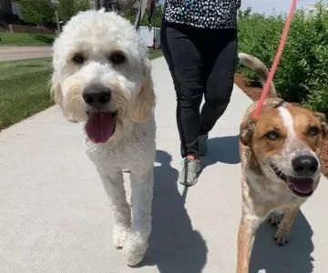 How to Keep Digital Health Records for Your Pet in 2025
