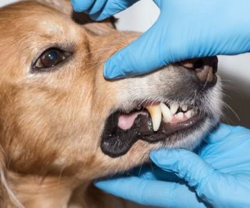 Do Pets Need Dental Cleanings? Vet Approved Tips for Annual Care