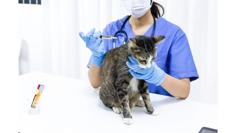 How Hard is Veterinary School? A Comprehensive Guide to the Challenges and Rewards