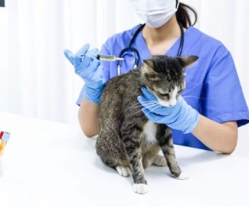 How Hard is Veterinary School? A Comprehensive Guide to the Challenges and Rewards