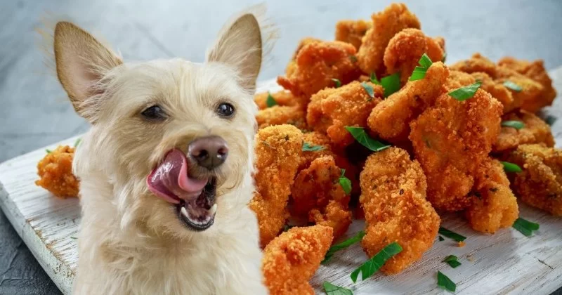 Can Dogs Eat Chicken Nuggets? What You Need to Know About Dog Diets