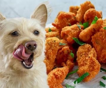 Can Dogs Eat Chicken Nuggets? What You Need to Know About Dog Diets