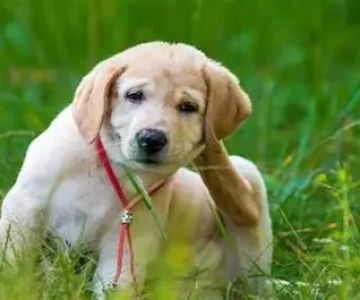 Dog Excessive Scratching at Back: Causes and Solutions
