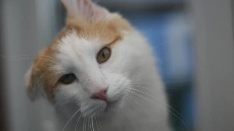 Cat Shaking When Picked Up: Understanding the Cause and Solutions