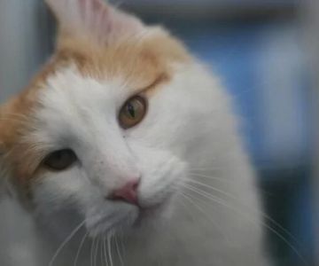 Cat Shaking When Picked Up: Understanding the Cause and Solutions