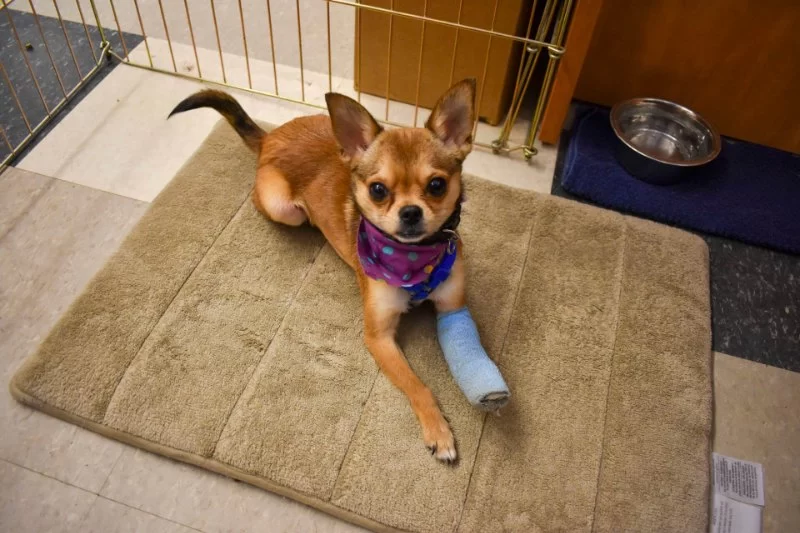 Emergency Veterinary Services: What Qualifies and Where to Go with Natural Remedies