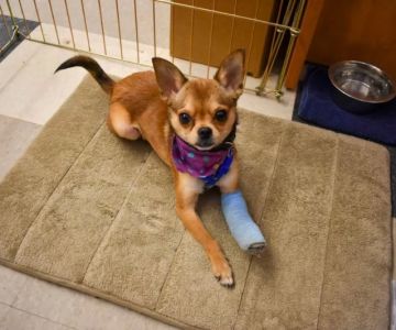 Emergency Veterinary Services: What Qualifies and Where to Go with Natural Remedies