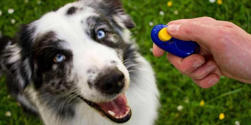 The Science Behind Clicker Training and Why It Works Every Owner Should Know