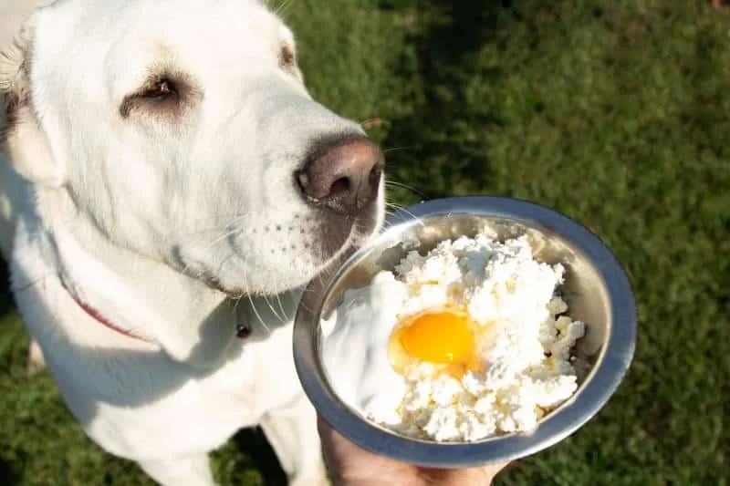 Can Dogs Eat Scrambled Eggs with Cheese? Risks and Benefits Explained