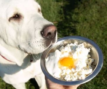 Can Dogs Eat Scrambled Eggs with Cheese? Risks and Benefits Explained