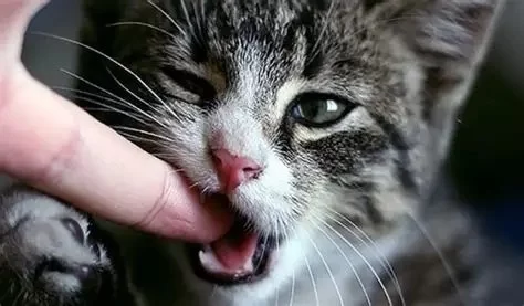 Cat Chewing on Fingers or Toes – Causes & How to Stop It