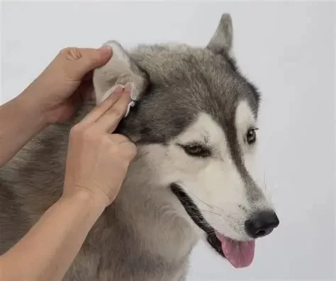 How to Safely Clean Your Dog’s Ears at Home According to Experts