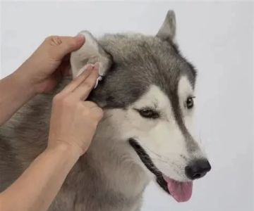 How to Safely Clean Your Dog’s Ears at Home According to Experts