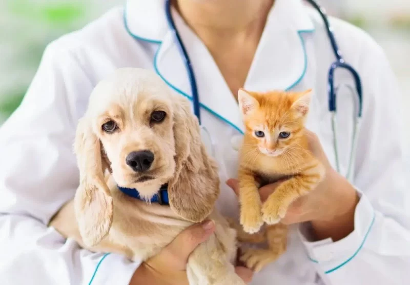 What Does a Veterinarian Do on a Daily Basis? A Day in the Life of a Vet