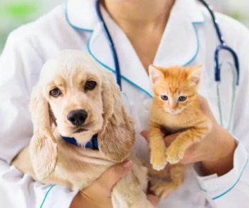 What Does a Veterinarian Do on a Daily Basis? A Day in the Life of a Vet