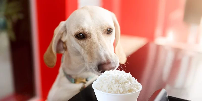 Can Dogs Eat Rice Safely? Everything You Need to Know