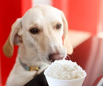 Can Dogs Eat Rice Safely? Everything You Need to Know