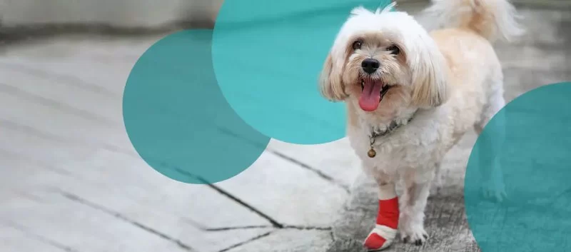 Dog Limping After Playing with Toys: Causes and Solutions