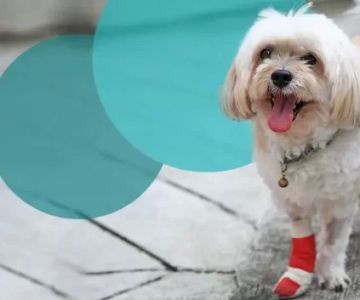 Dog Limping After Playing with Toys: Causes and Solutions