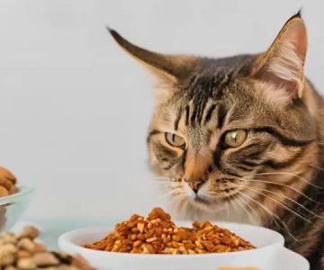 Cat Eating Less and Losing Weight: Causes and Solutions