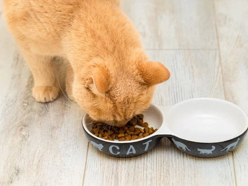 Pet Health Calculators: How to Estimate Calories, Dosage and Weight Explained Simply