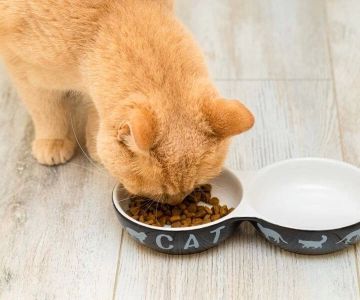 Pet Health Calculators: How to Estimate Calories, Dosage and Weight Explained Simply