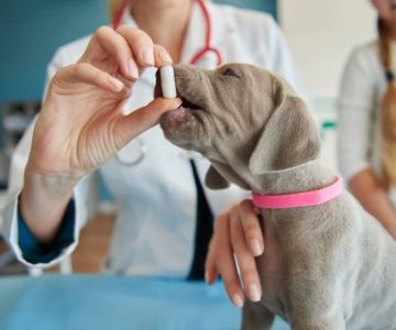 How to Choose the Right Veterinary Clinic for Your Pet’s Needs With Natural Remedies