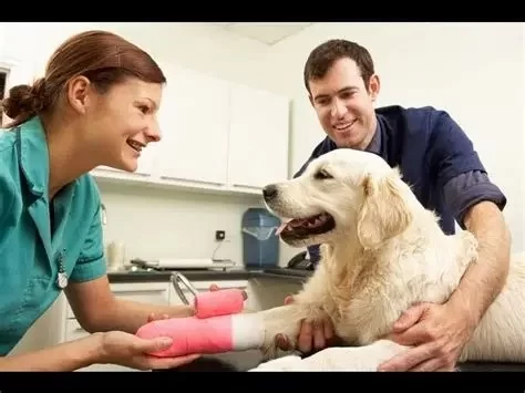 How Many Years Are Required to Become a Veterinarian? A Complete Guide