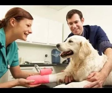 How Many Years Are Required to Become a Veterinarian? A Complete Guide
